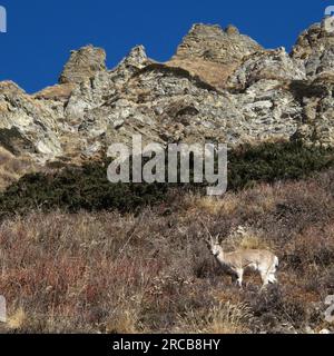 Himalayan Blue Sheep, animale selvatico fotografato in Nepal Foto Stock