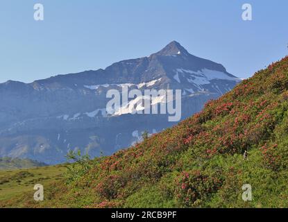 Il picco del Oldenhorn e prato con Alpenrosen Foto Stock