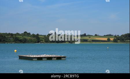 Piattaforma di nuoto sul lago di Pfaffikon Foto Stock
