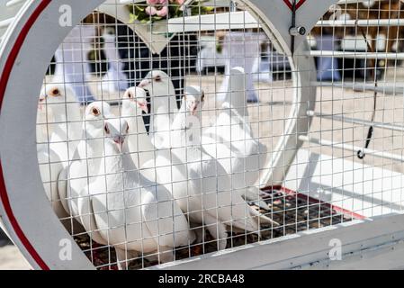 matrimonio che rilascia colombe bianche in una giornata di sole in gabbia. Foto Stock