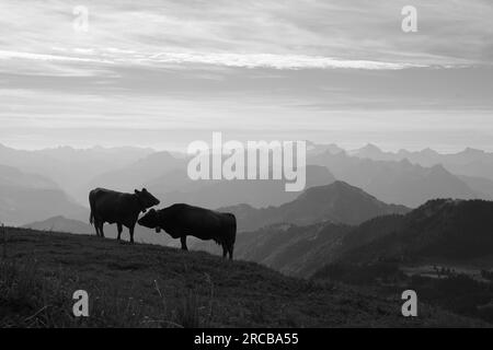 Mattina di scena sul Rigi, vacche e montagne Foto Stock