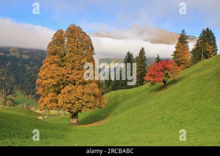 Autunno scena vicino a Gstaad Foto Stock