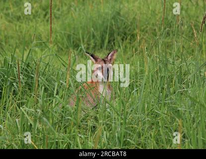 Wallaby nascosto nell'erba alta di una fattoria nel nuovo Galles del Sud, Regno Unito Foto Stock