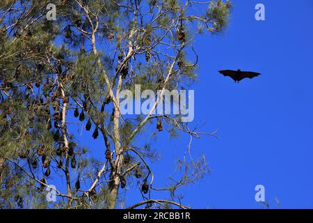 Pipistrelli di frutta appesi su un albero. Animali selvatici che vivono in Australia Foto Stock