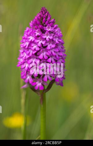 Orchidea piramidale (Anacamptis pyramidalis) fiorita in un arboreto Foto Stock