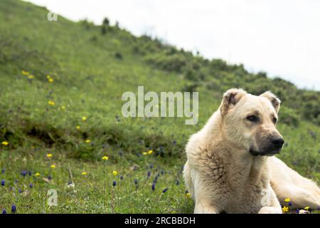 Il cane di un pastore anatolico in piedi sul campo. il cane pastore garantisce la sicurezza della mandria Foto Stock