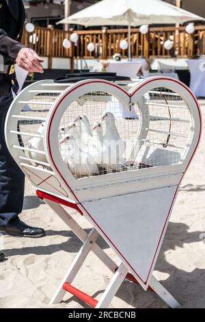 matrimonio che rilascia colombe bianche in una giornata di sole in gabbia. Foto Stock