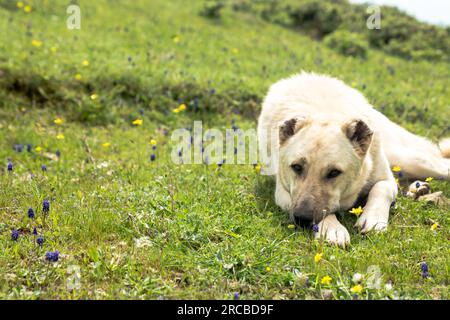 Il cane di un pastore anatolico in piedi sul campo. il cane pastore garantisce la sicurezza della mandria Foto Stock