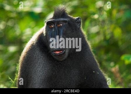 Celebes Crested Macaque (Macaca nigra), Tangkoko Nature Reserve, Sulawesi, Celebes Monkey, Indonesia Foto Stock