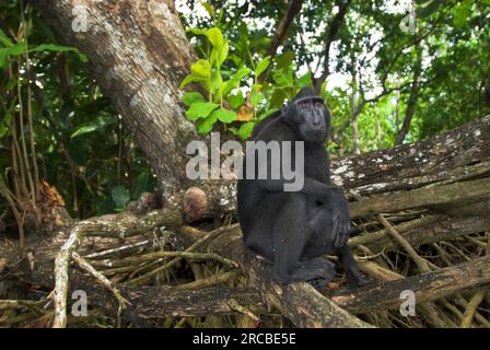 Celebes Crested Macaque (Macaca nigra), Tangkoko Nature Reserve, Sulawesi, Celebes Monkey, Indonesia Foto Stock