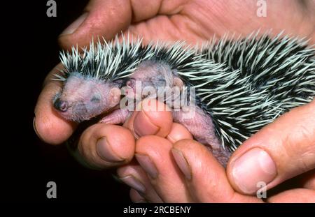 Ricci europei (Erinaceus europaeus), giovani orfani, allevati a mano, Belgio Foto Stock