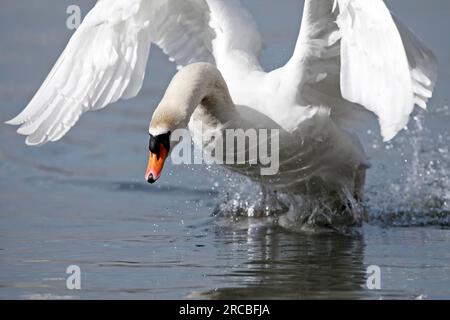 Mute Swan (cygnus olor) (02.2008) Au sul Reno vicino a Karlsruhe in volo Foto Stock