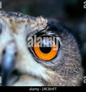 Gufo reale (Bubo bubo) Foto Stock