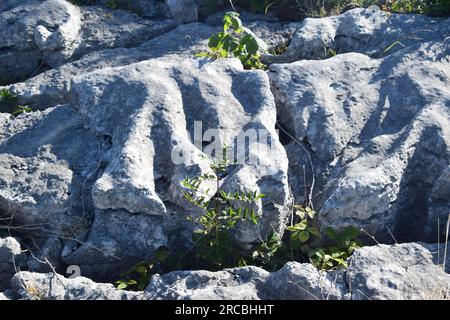 Clints and Grikes presso la pavimentazione in pietra calcarea del Carbonifero sul tetto di Hutton. Foto Stock