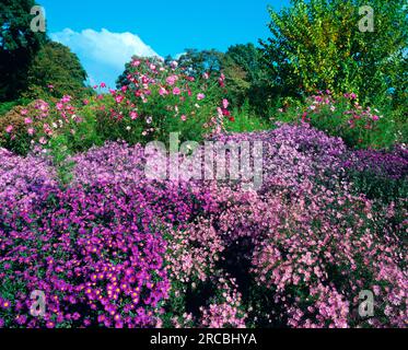 Margherita di Michaelmas (Aster novi-belgii) Foto Stock