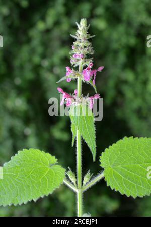 La Stachys sylvatica cresce selvaggia nella foresta Foto Stock