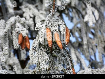 I coni crescono sul ramo verde dell'abete rosso. Foto Stock