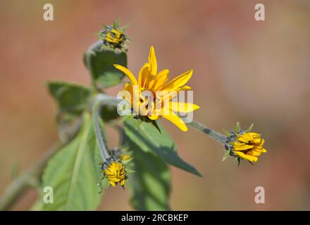 Il carciofo di Gerusalemme (Helianthus tuberosus) cresce in terreno aperto nel giardino Foto Stock