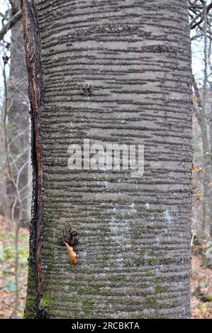 Vecchio ciliegio dolce (Prunus avium) con tronco e corteccia Foto Stock