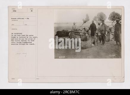 Didascalia: "In Palestina durante la prima guerra mondiale, il trasporto di cammelli sostituisce i camion a motore. Questa fotografia mostra i cammelli che riposano per il cibo dopo aver trasportato con successo i rifornimenti attraverso il deserto." Foto Stock