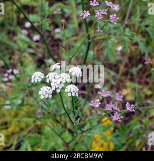 Torilis japonica cresce tra le erbe selvatiche Foto Stock