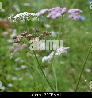 Torilis japonica cresce tra le erbe selvatiche Foto Stock