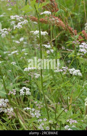 Torilis japonica cresce tra le erbe selvatiche Foto Stock