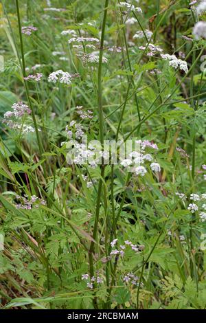 Torilis japonica cresce tra le erbe selvatiche Foto Stock