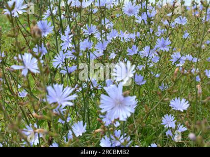 La cicoria (Cichorium intybus) fiorisce in natura in estate Foto Stock