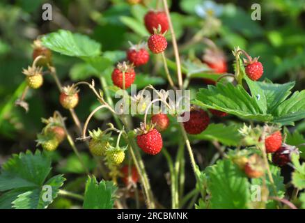 In estate, le fragole selvatiche maturano in natura Foto Stock