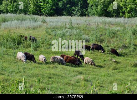 Diverse pecore pascolano sul prato, Russia Foto Stock