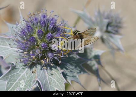 Primo piano naturale su una grande vespa di sabbia europea, Bembix rostrata su un'eryngo blu di riva, Eryngium maritimum Foto Stock