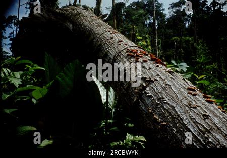 Scene in Malesia, Borneo e Brunei nel 1980. Tra cui edifici e negozi, trasporti e persone che svolgono la loro attività. Foto Stock