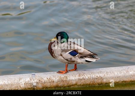 Durante il mio viaggio nei parchi nazionali, ho scattato delle bellissime immagini degli animali e dei fiori Foto Stock