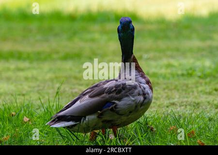 Durante il mio viaggio nei parchi nazionali, ho scattato delle bellissime immagini degli animali e dei fiori Foto Stock