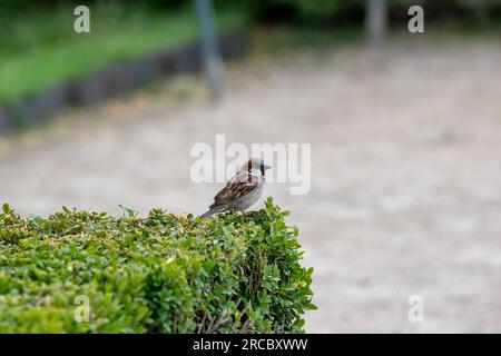 Durante il mio viaggio nei parchi nazionali, ho scattato delle bellissime immagini degli animali e dei fiori Foto Stock