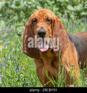 Bloodhound Foto Stock
