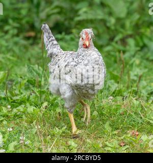 Cockerel color crema per le gambe che cammina verso la macchina fotografica Foto Stock