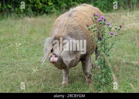 Oxford e Sandy Black Pig Foto Stock