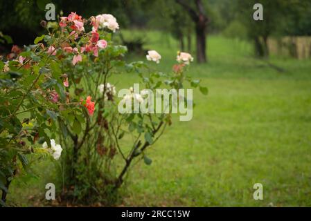 Splendido fiore di rose con gocce di pioggia, petali di rosa in fiore con gocce d'acqua nel giardino bagnato, sfondo naturale nella stagione delle piogge, freschezza, relax Foto Stock