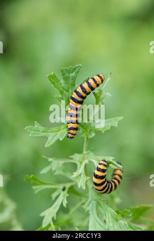 Il cinabro moth caterpillar off alimentazione un fiore di erba tossica. Foto Stock