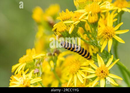 Il cinabro moth caterpillar off alimentazione un fiore di erba tossica. Foto Stock