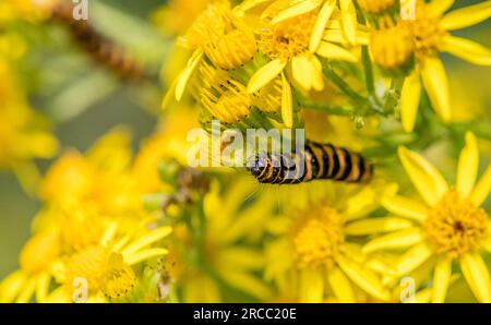 Il cinabro moth caterpillar off alimentazione un fiore di erba tossica. Foto Stock