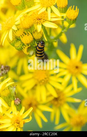 Il cinabro moth caterpillar off alimentazione un fiore di erba tossica. Foto Stock