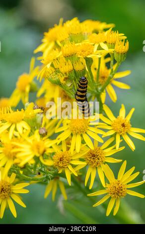 Il cinabro moth caterpillar off alimentazione un fiore di erba tossica. Foto Stock