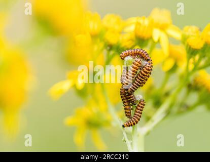 Il cinabro moth caterpillar off alimentazione un fiore di erba tossica. Foto Stock