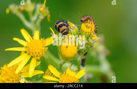 Il cinabro moth caterpillar off alimentazione un fiore di erba tossica. Foto Stock