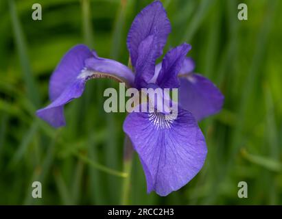 Un singolo fiore di Iris selvatico viola su sfondo verde Foto Stock