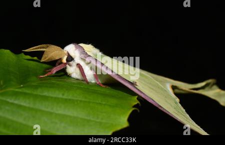 La falena lunare americana Actias luna su sfondo nero Foto Stock