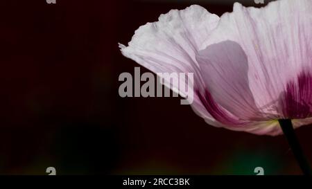 Papavero da oppio rosa in fiore retroilluminato in un giardino a luglio, Regno Unito Foto Stock